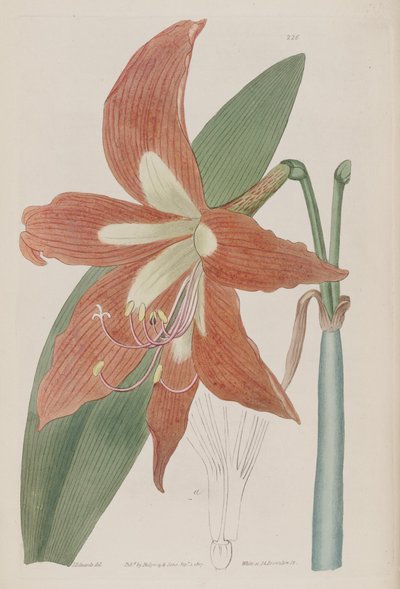 Hippeastrum striatum by Botanical Register